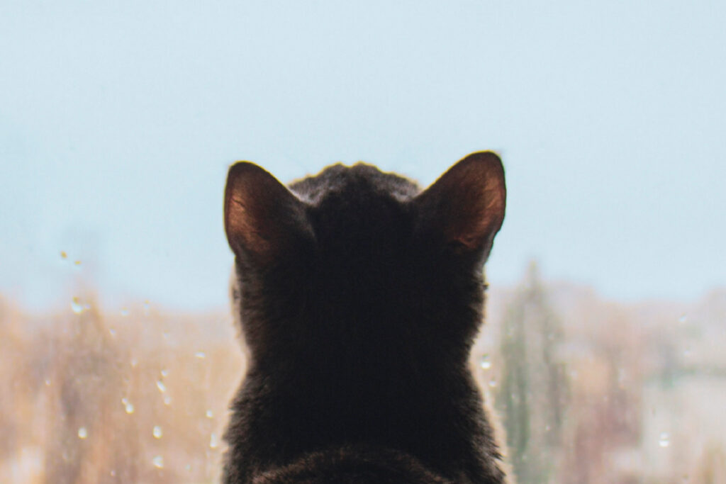 Back of a cat's head looking out of a window.