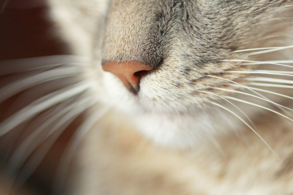 close up of a cat's nose