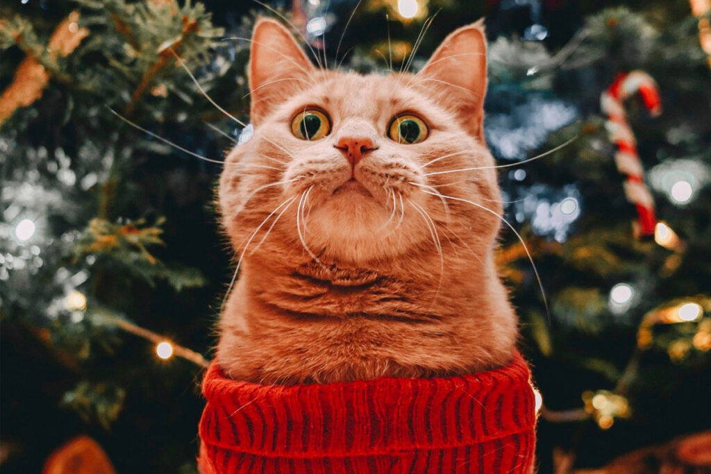 cat in christmas sweater staring up excitedly at holiday decorations