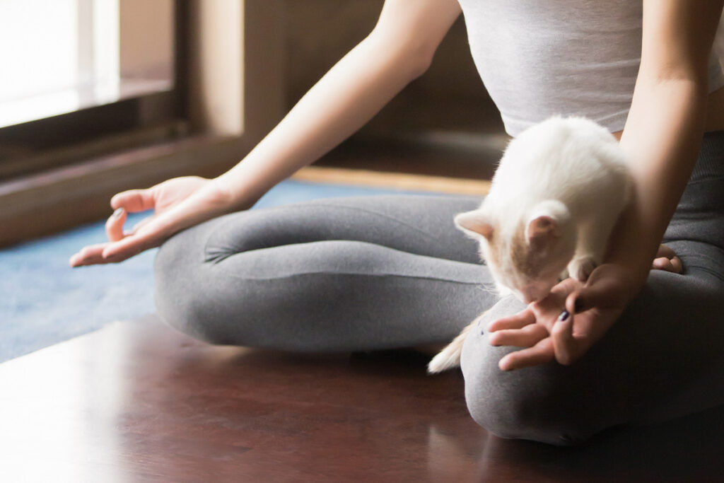 women doing yoga pose with cat on her knee