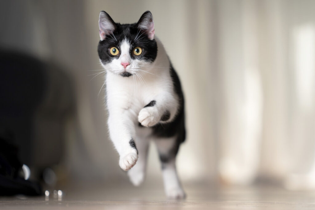 black and white cat running towards the camera